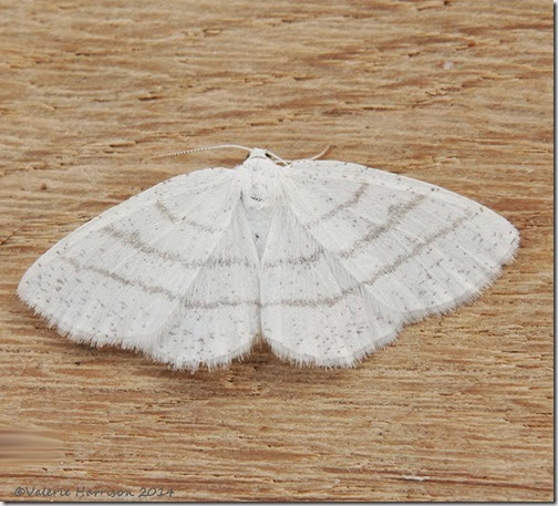 Common-White-Wave