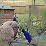 IMG_2809.JPG