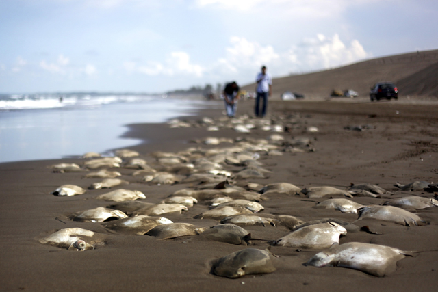 Stingray carcasses litter the shore of the Chachalacas beach near the town of Ursulo Galvan on Mexico's Gulf Coast, Tuesday, 16 July 2013. Mexican authorities are investigating the death of at least 250 stingrays. Ursulo Galvan Mayor Martin Verdejo says witnesses told authorities fishermen dumped the stingrays on the beach because they weren't able to get a good price for them. Chopped stingray wings are commonly served as snacks in Veracruz restaurants. Photo: Felix Marquez / AP
