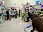 Sharkey, we can inspect the store later!  Let's make friends with some of the other dogs in the store!  Hey you!  How's it going?