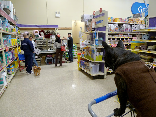 Sharkey, we can inspect the store later!  Let's make friends with some of the other dogs in the store!  Hey you!  How's it going?