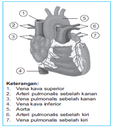 SVZ: Sistem Peredaran Darah Manusia dan Alat Peredaran Darah