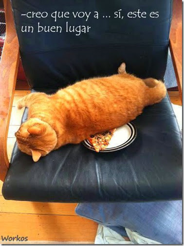 gato siesta gato siesta