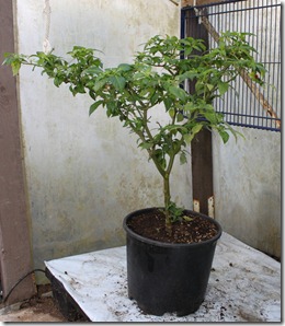 IMG_9542 IMG_9542