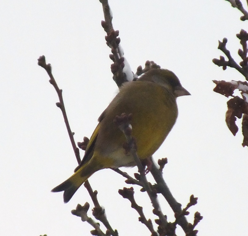 [siskin%2520%25282%2529%255B4%255D.jpg]