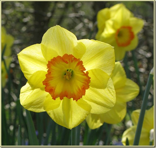 Daffodils at Sissinghurst Daffodils at Sissinghurst