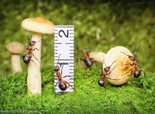 formigas inacreditaveis incriveis desbaratinando  (25)