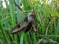 zmrocznik wilczomleczek