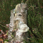 IMG_4969.JPG
