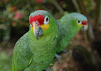 Sprachaufenthalt Monteverde