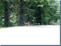 0956 Virginia - Blue Ridge Parkway North - white-tailed doe & 2 fawns
