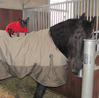 Martyn, you are so very beautiful, just like I am.  We both have such rich and dark coats!  However, the difference is that I am a Frenchie and you are a Friesian.