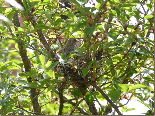 fledglings 010 fledglings 010
