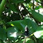 Black Jumping Spider