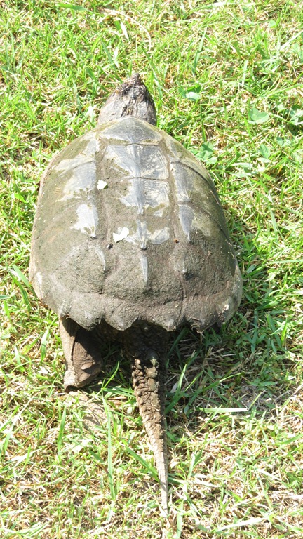 [turtle%2520walking%255B8%255D.jpg]