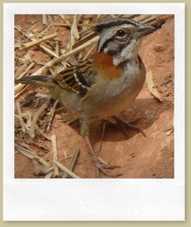 Tico-tico (Zonotrichia capensis) Tico-tico (Zonotrichia capensis)