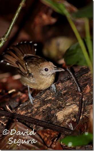 Thamnophilus atrinucha (4) Thamnophilus atrinucha (4)