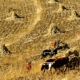 Harvesting Maize (Corn)