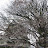 2009年花見(千葉城&浦安さくら通り)