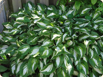 Hosta DSC06156