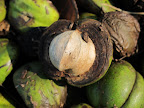 Franny, these nuts are not only a food source for animals, but for people, as well!  The shagbark variety of hickory nuts are sought for their sweet flavor, but aren't practical for commercial use because of their small size.