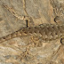2013_03_02_california_tree_lizard
