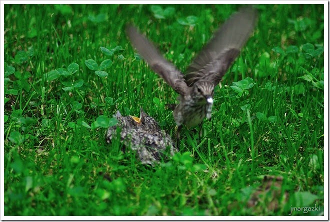 DSC_6472 DSC_6472