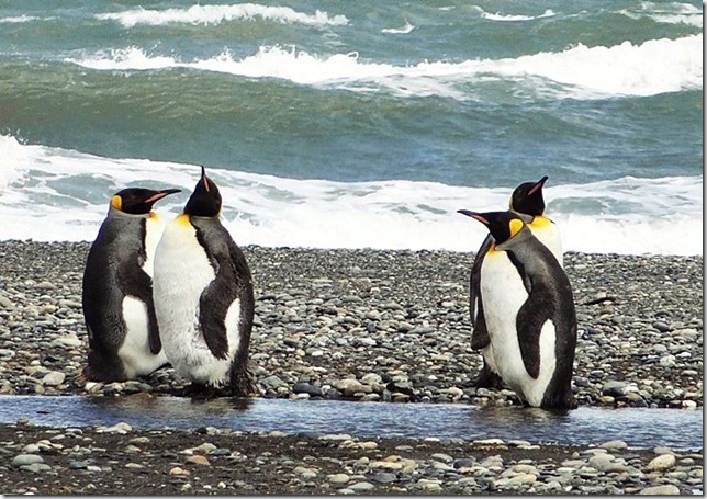 King_Penguins_DSC01037 King_Penguins_DSC01037