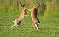 Boxing Hares