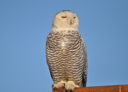 DSC_0109.jpg DSC 0109
