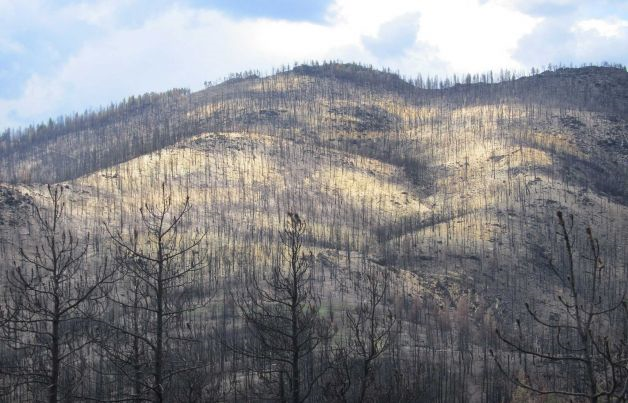 In this 10 May 2013 photo, a forest left scorched by the High Park Fire is covered in a layer of highly-absorbent agricultural straw used to mitigate erosion and flooding, a process known as helimulching, near Fort Collins, Colo. In Colorado, multiple flash floods have struck this summer in or near scars left by last year's wildfires. The U.S. Forest Service spent nearly $46 million nationwide in fiscal 2012 on emergency erosion measures. The money paid for much to absorb rain, shoring up roads and trails, and reseeding. Photo: U.S. Forest Service