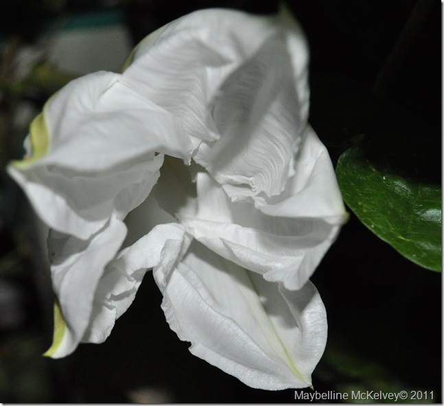 DSC_2229_6970 DSC_2229_6970