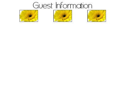 Yellow Gerbera 4 Guest Information