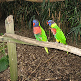 Lorikeets at the Nashville Zoo 09032011