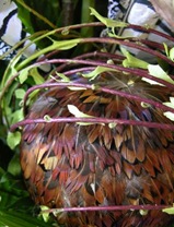 DSCN5590 DSCN5590