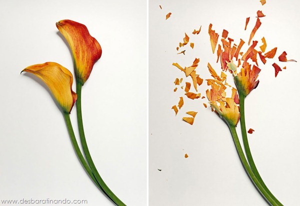 broken-flowers-soaked-in-liquid-nitrogen-shattered-desbaratinando (3) broken-flowers-soaked-in-liquid-nitrogen-shattered-desbaratinando (3)