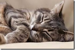 Tgvet Nefropatia Cronica Felina Ckd Terapia