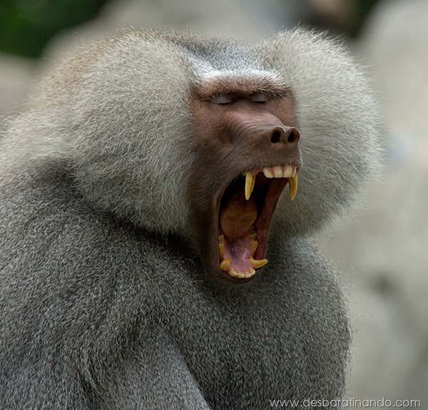 Bored Hamadryas Baboon