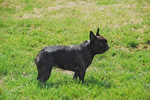 See! Here I am and I'm feeling great! The weather in Maryland is a lot warmer than in Bedford. I read yesterday's Daily Wag and saw that Sharkey and Sasa are still wearing coats. See! Here I am and I'm feeling great! The weather in Maryland is a lot warmer than in Bedford. I read yesterday's Daily Wag and saw that Sharkey and Sasa are still wearing coats.