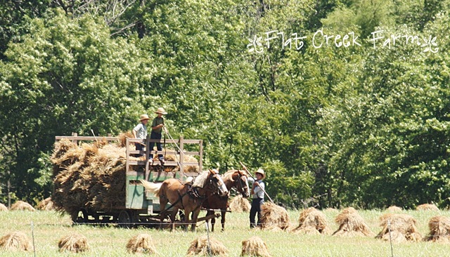 [making_hay%255B4%255D.jpg]