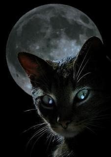 [black-cat-moon%255B3%255D%255B6%255D.jpg]