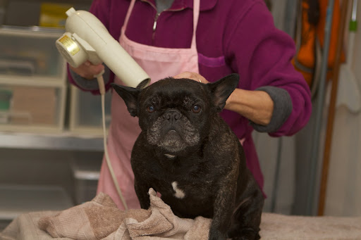 Even the blow-dry feels good.  Hey, Laura!  Please get that wire brush.  My back itches!