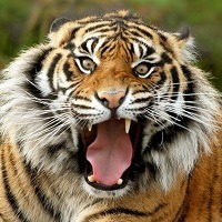@ 10 curiosidades interessantes que provavelmente você não sabia @ 10 curiosidades interessantes que provavelmente você não sabia