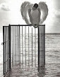 Pretty Angel Flight