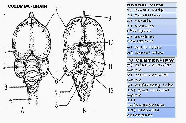 Biozoom Lizard Brain Bird Brain Rabbit Brain Comparative Anatomy