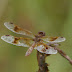 P1110585