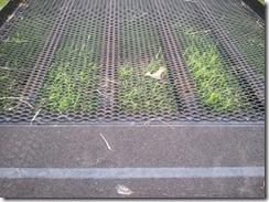 Grass in ramp