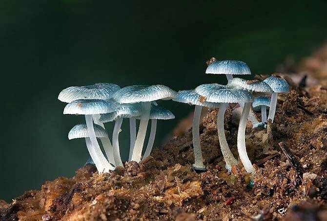 [Mycena%2520interrupta%255B4%255D.jpg]