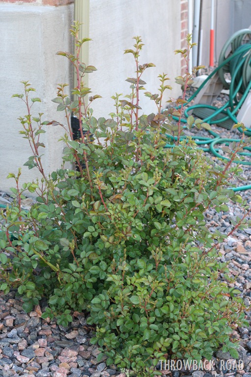 [rose-bush-0015.jpg]
