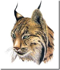 Lince